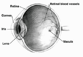 Amsler Chart to Test Your Sight  American Macular Degeneration Foundation